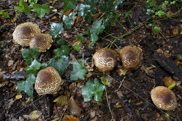 Spitsschubbige parasolzwam (Lepiota aspera)