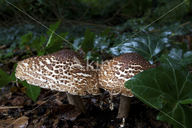 Spitsschubbige parasolzwam (Lepiota aspera)