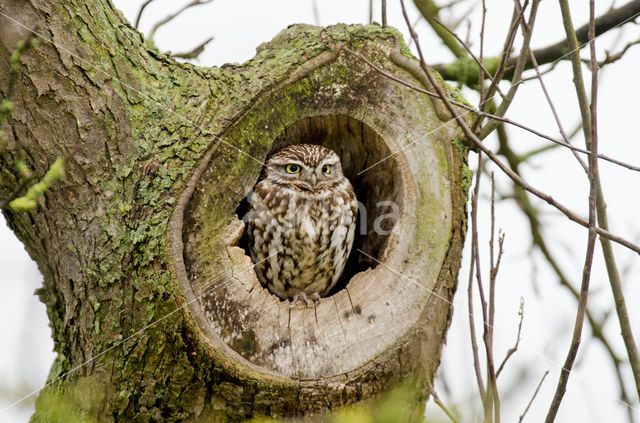 Steenuil (Athene noctua)