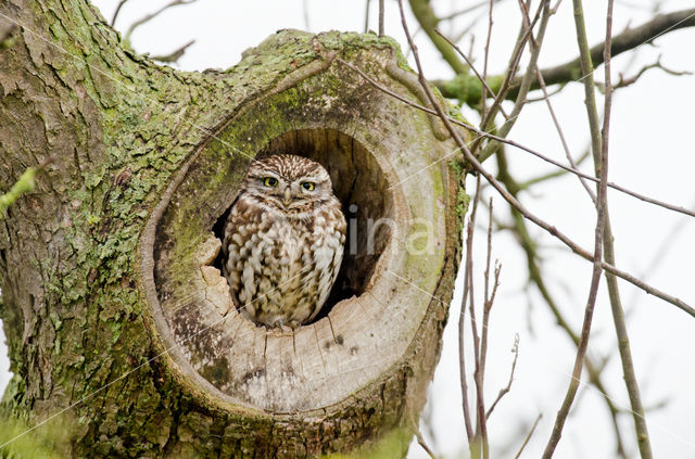 Steenuil (Athene noctua)