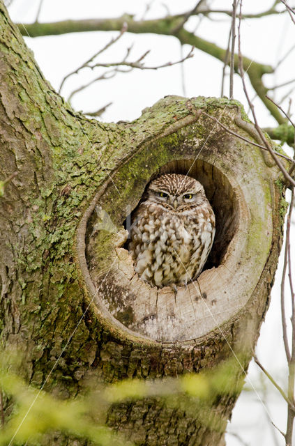 Steenuil (Athene noctua)