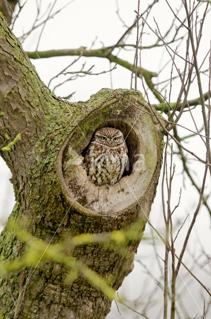 Steenuil (Athene noctua)