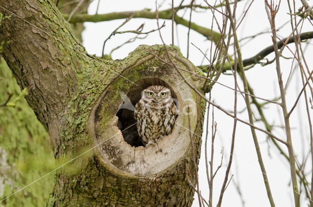 Steenuil (Athene noctua)