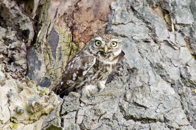 Steenuil (Athene noctua)