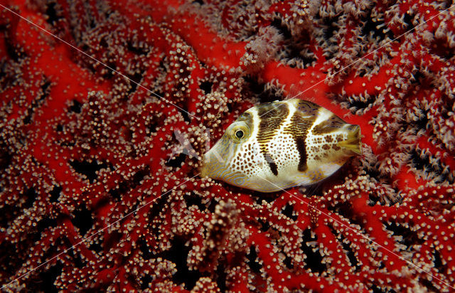 Valentini’s spitssnuit kogelvis (Canthigaster valentini)