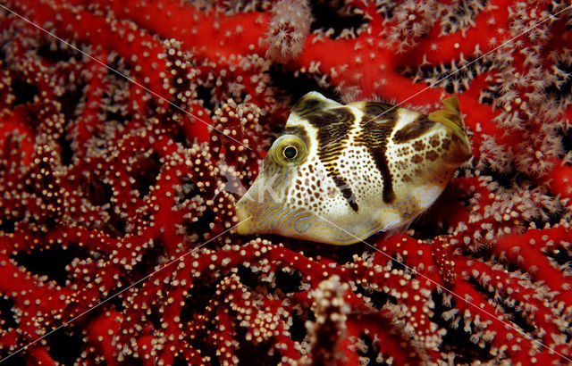 Valentini’s spitssnuit kogelvis (Canthigaster valentini)