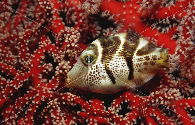 Valentini’s spitssnuit kogelvis (Canthigaster valentini)