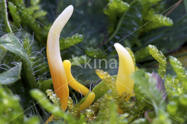 Verblekende knotszwam (Clavulinopsis luteoalba)