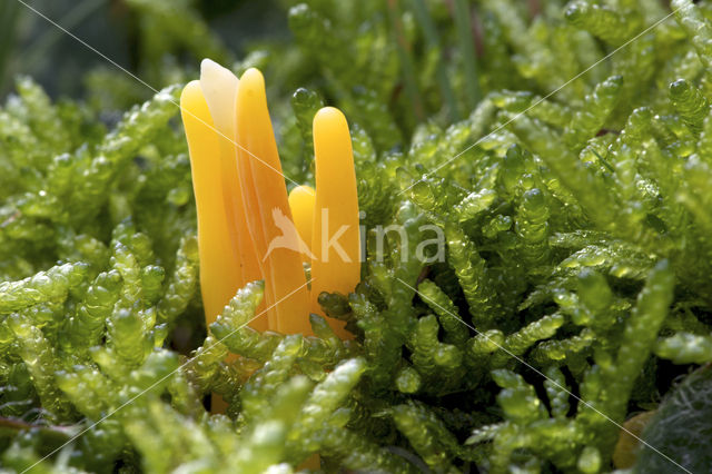 Verblekende knotszwam (Clavulinopsis luteoalba)