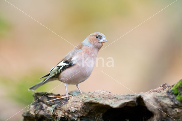 Vink (Fringilla coelebs)