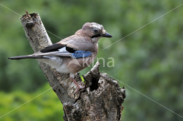 Vlaamse Gaai (Garrulus glandarius)