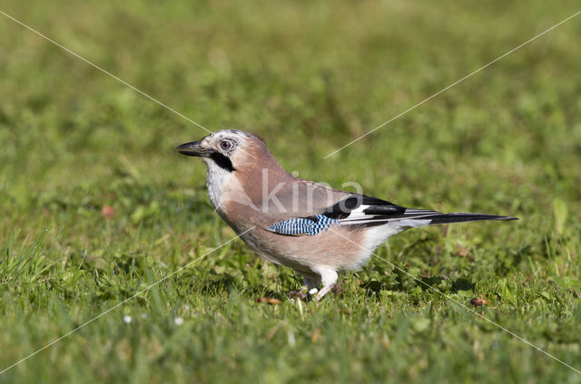 Vlaamse Gaai (Garrulus glandarius)