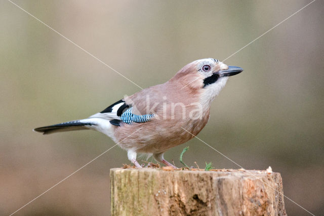 Vlaamse Gaai (Garrulus glandarius)