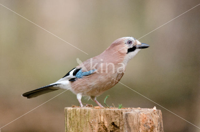 Eurasian Jay (Garrulus glandarius)