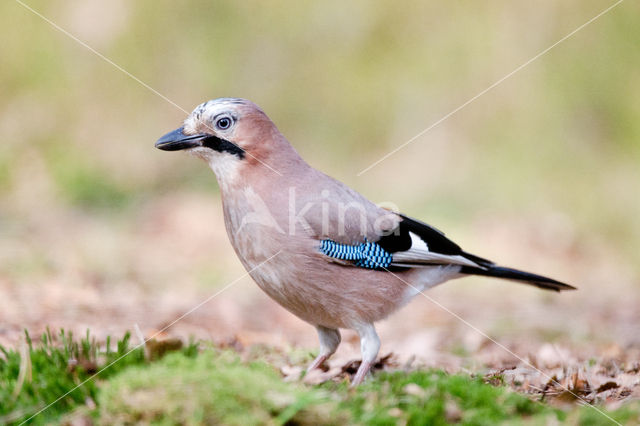 Vlaamse Gaai (Garrulus glandarius)