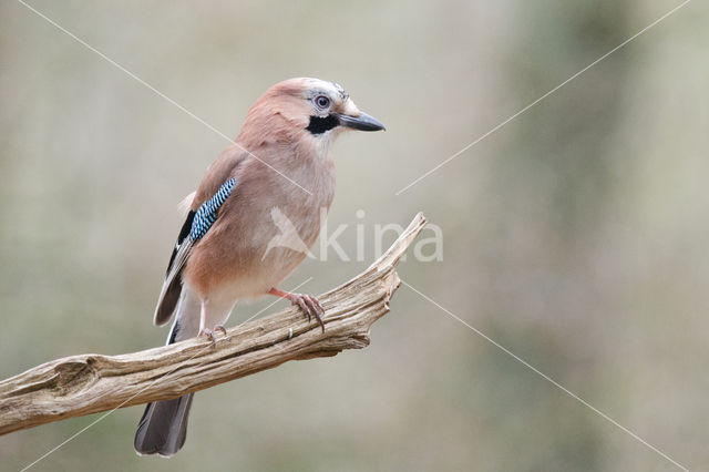 Eurasian Jay (Garrulus glandarius)