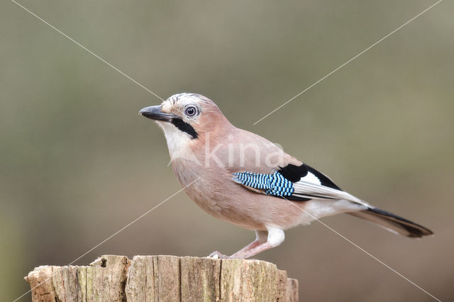 Vlaamse Gaai (Garrulus glandarius)