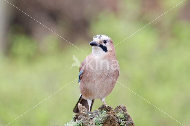 Vlaamse Gaai (Garrulus glandarius)