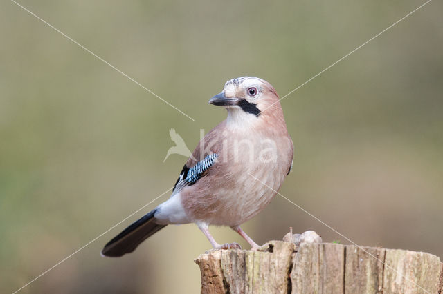 Eurasian Jay (Garrulus glandarius)