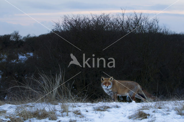 Vos (Vulpes vulpes)