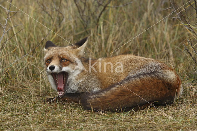 Vos (Vulpes vulpes)