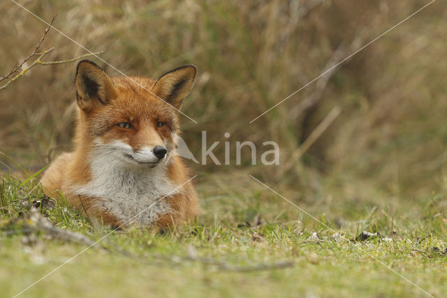 Vos (Vulpes vulpes)