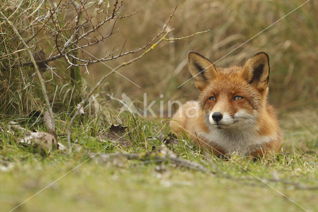 Vos (Vulpes vulpes)