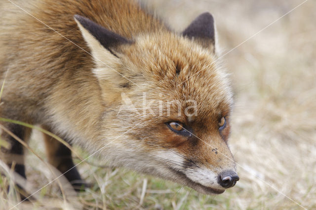 Vos (Vulpes vulpes)