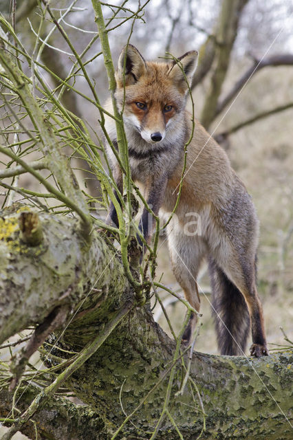 Vos (Vulpes vulpes)