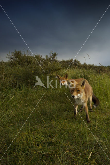 Vos (Vulpes vulpes)