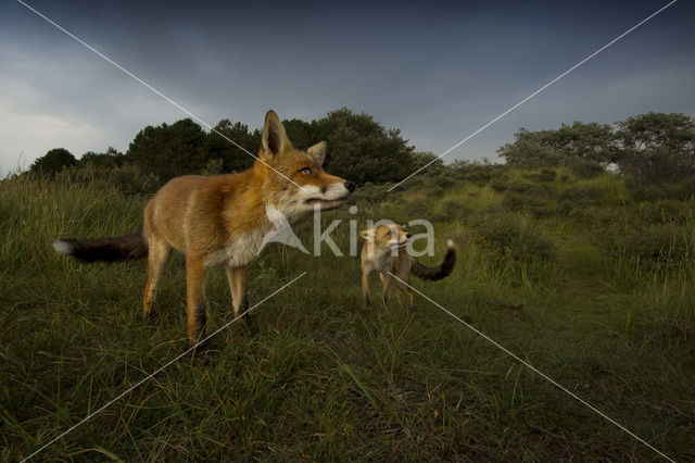 Vos (Vulpes vulpes)