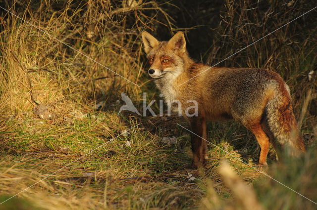 Vos (Vulpes vulpes)