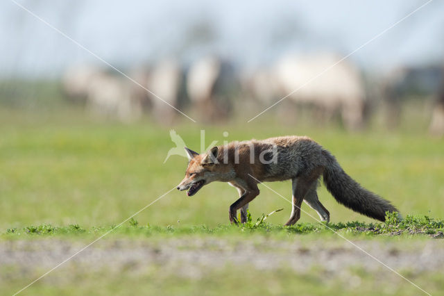 Vos (Vulpes vulpes)