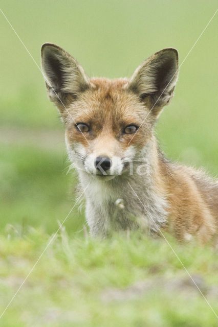 Vos (Vulpes vulpes)