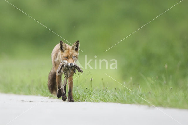 Vos (Vulpes vulpes)