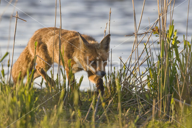 Vos (Vulpes vulpes)