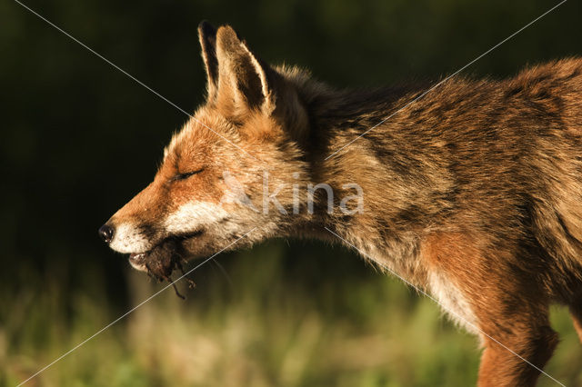 Fox (Vulpes vulpes)