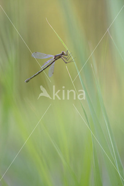 Waterjuffer (Coenagrion sp.)