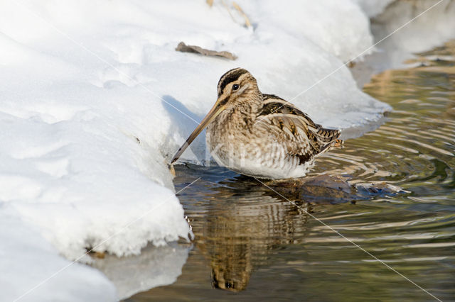 Watersnip (Gallinago gallinago)