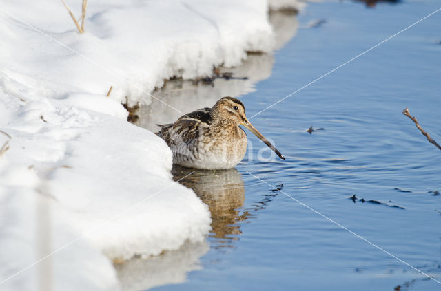 Watersnip (Gallinago gallinago)