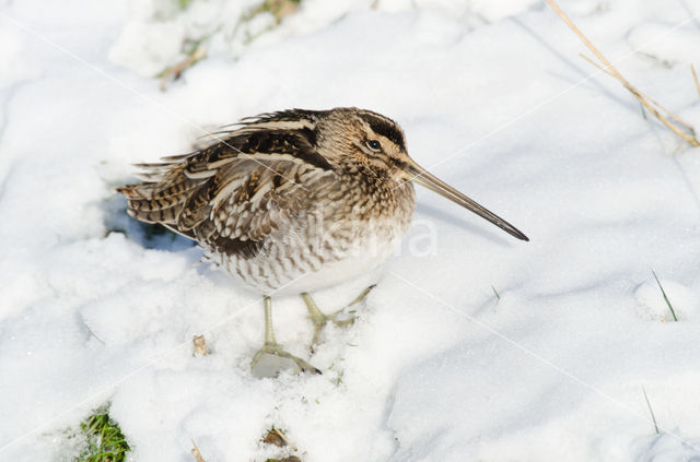 Watersnip (Gallinago gallinago)