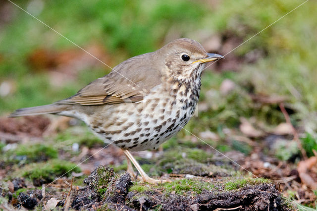 Zanglijster (Turdus philomelos)