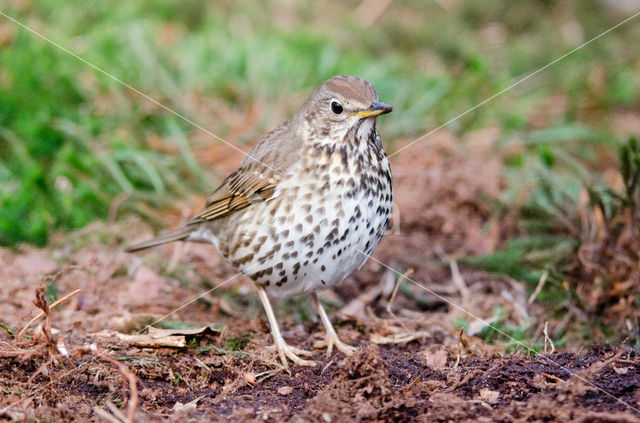 Zanglijster (Turdus philomelos)