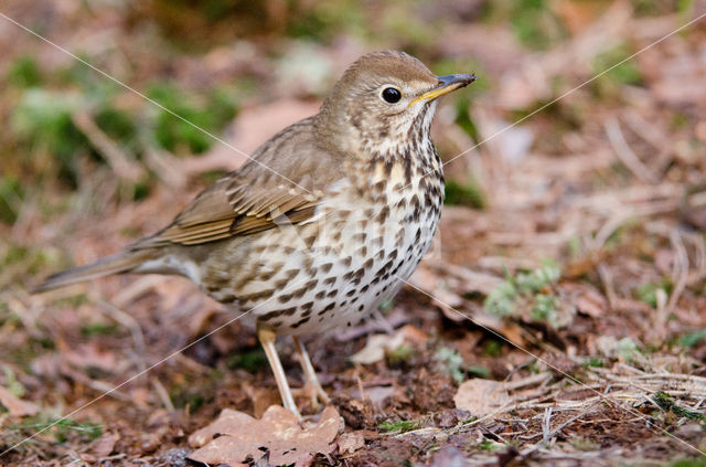 Zanglijster (Turdus philomelos)