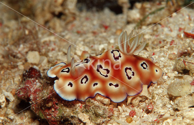 Zeenaaktslak (Chromodoris leopardus)