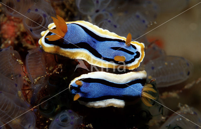 Zeenaaktslak (Chromodoris annae)