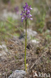 Anacamptis picta