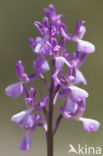 Anacamptis picta