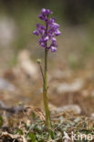 Anacamptis picta