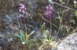 Anacamptis picta